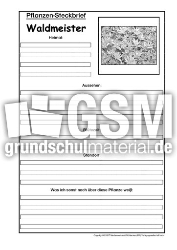 Pflanzensteckbrief-Waldmeister-SW.pdf